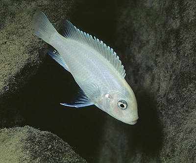 Maylandia callainos 'Lupingu'